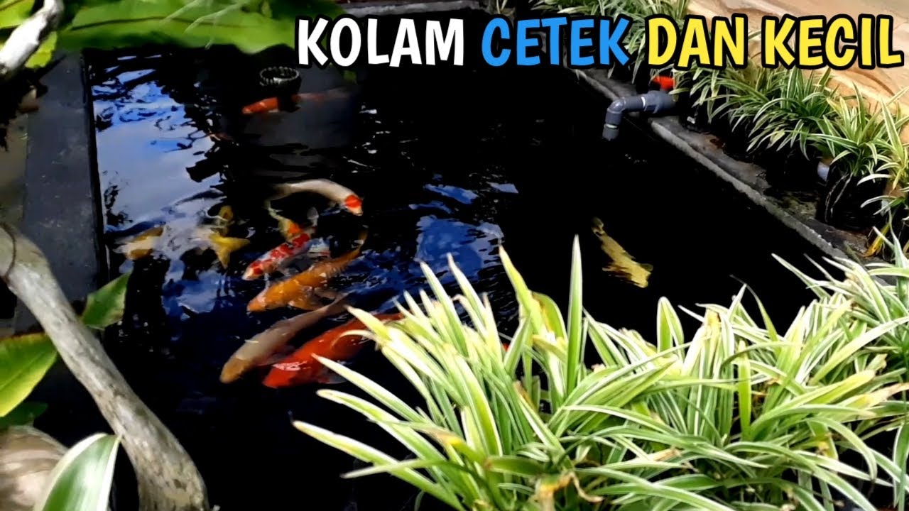 KOLAM KOI KECIL BERISI IKAN KOI CERAH DAN MANTAP#IKANKOI#KOI#KOLAMKOI#