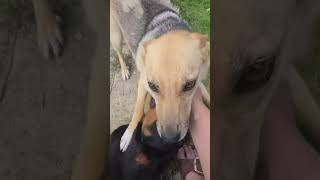Patrocle and Nikita ❤️ #adoptstrays #labusfamily #adoptdontshop #cute #dogs