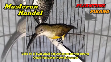 Masteran Jitu Pijantung Pisang, Gacor nembak Rapet Full Durasi #pijantungpisang #pijantunggacor