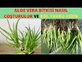 Aloe Verası Olan Herkes Bu Püf Noktaları Bilmeli/ Aloe Bol Yavru alma/ Aloe Vera Bakımı /Aloe vera