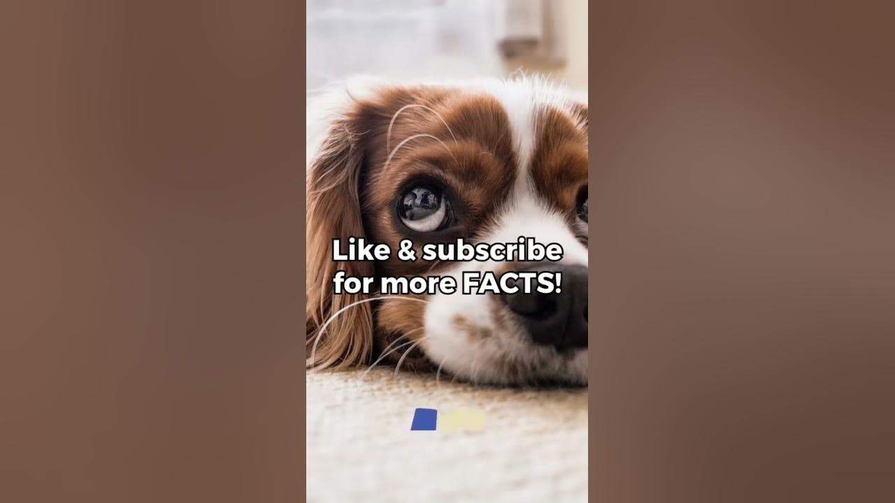 Dogs facts shortvideo short youtube