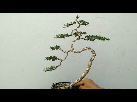 Video Uốn Tạo dáng cho cây bonsai mini, dáng văn nhân... - youtube