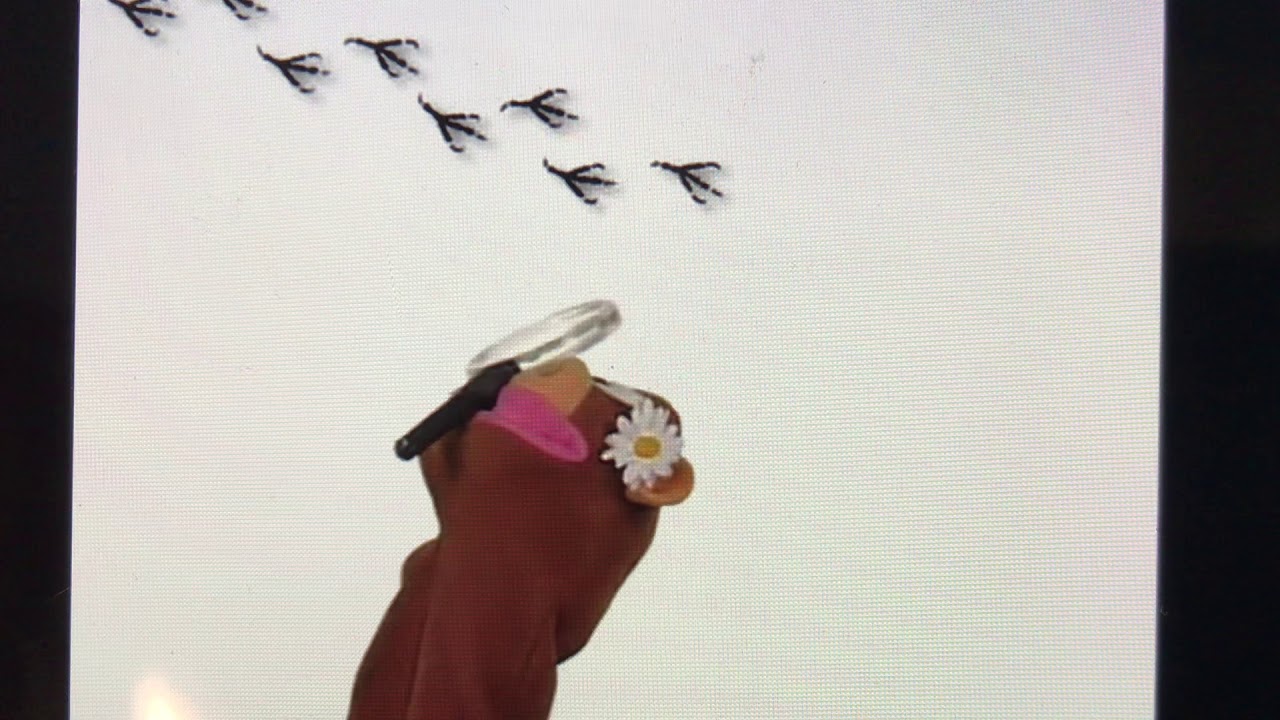 Baby Dolittle World Animals Tropical Bird Youtube Baby Dolittle World Animals Tropical Bird Youtube
