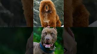 TIBETAN MASTIFF VS ALL DOGS | PART 2 #shorts