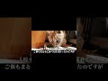 生死を彷徨い病院へ緊急搬送された猫 #保護猫 #捨て猫 #野良猫
