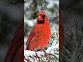 #cardinal #forest #viral #video