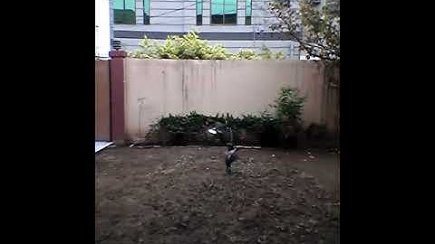 homemade duck vortex machine
