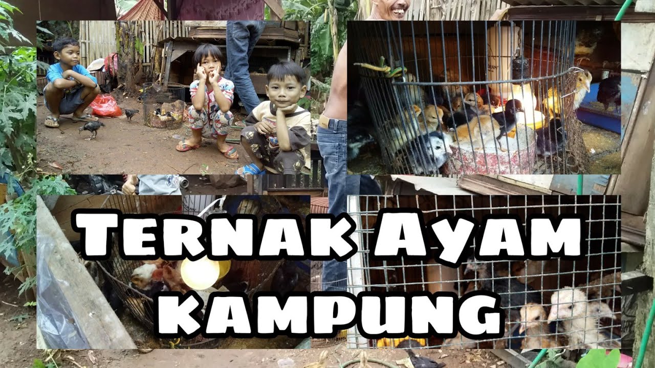 Ternak Ayam kampung 