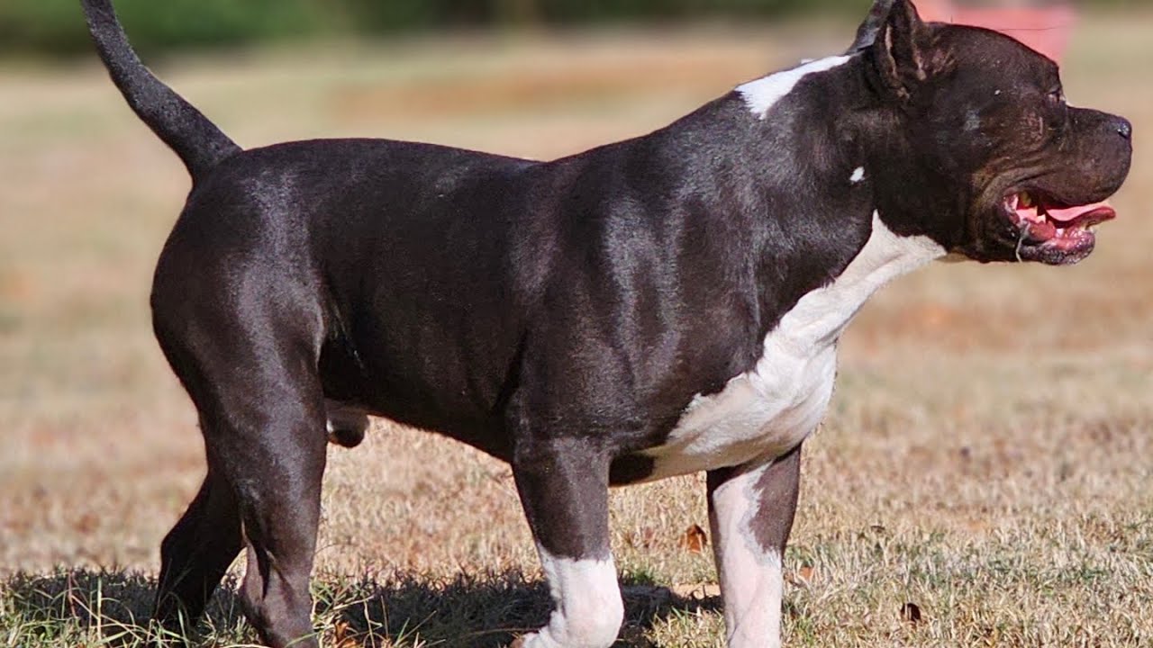 What Is A Standard Bully? #americanbully #dog - YouTube