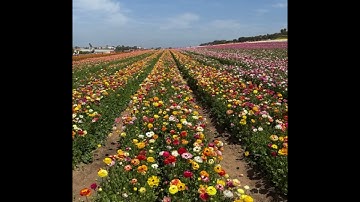 osamason-back from dead official instrumental