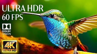 PRETTY ANIMALS  - 4K HDR 60fps Dolby Vision with Animal Sounds & Relaxing Music (Colorful Dynamic)