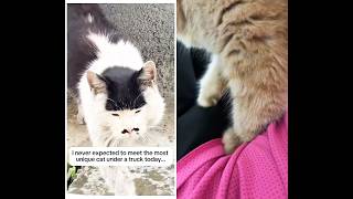 🐾😹😻🐈