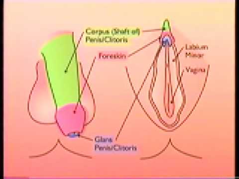 Circumcision Orgasm 29