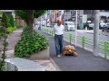 Японец ежедневно выгуливает огромную черепаху (новости)