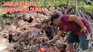 MAU PUPUK SAWIT, NEMU JAMUR KUNTUL TERENAK DIDUNIA hidup di desa by DAILY KASIH BUDI 81 views 11 months ago 5 minutes, 19 seconds