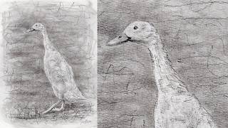 how draw duck charcoal pencil