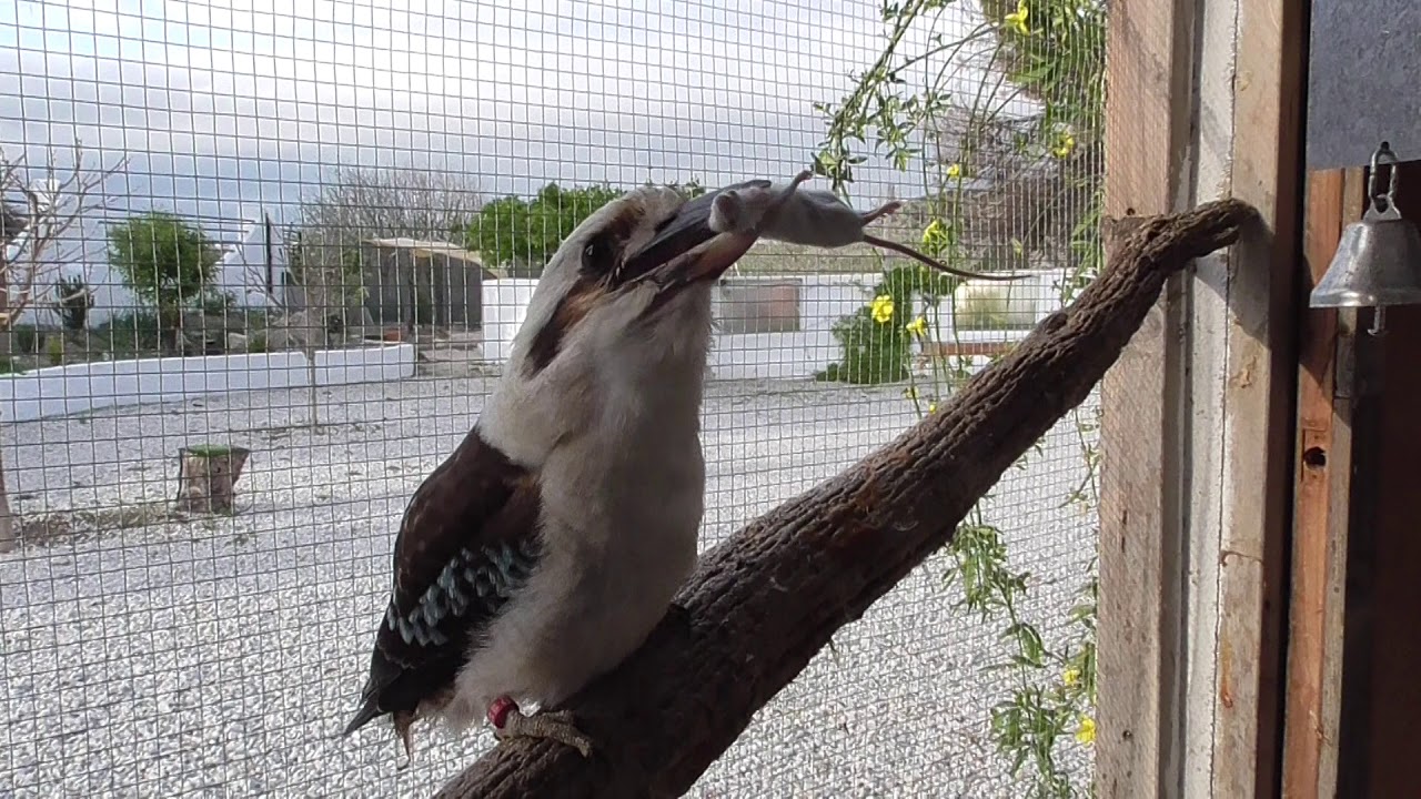 Kookaburra singing YouTube