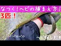 なつく!ヘビの捕まえ方! 蛇採取2021!#14【蛇探し、捕獲】♦️How to catch a snake Journey to catch snakes 2021!#14