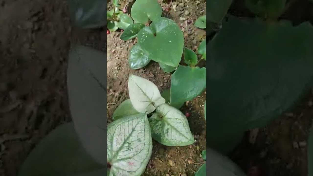 hybrid caladium kebun mas isinan ori biji