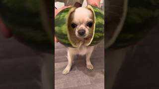 #amazing #chihuahua #chihuahuapuppy #dogs #shortsvideo #dog #youtube