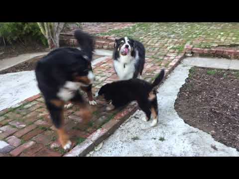 First Brother Sister Wrestling Match!