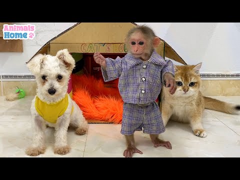 BiBi monkey has fun playing with puppy and cats