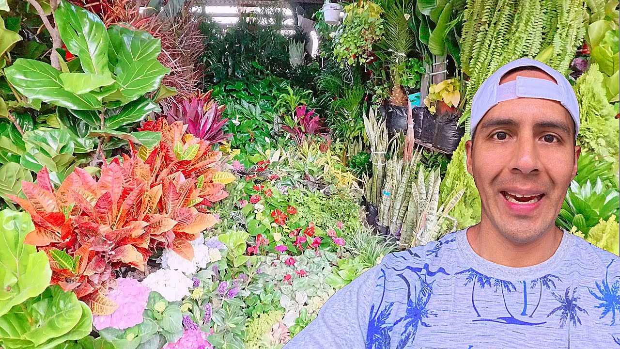 MERCADO PLAZA DE FLORES BARRANCO Plantas Suculentas Cactus en Lima PERÚ Plants Rare Tour Wildflowers