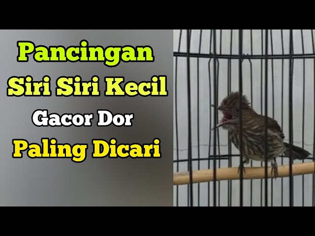 Pancingan Siri Siri Kecil Gacor Paling Dicari || Situs Kicau class=