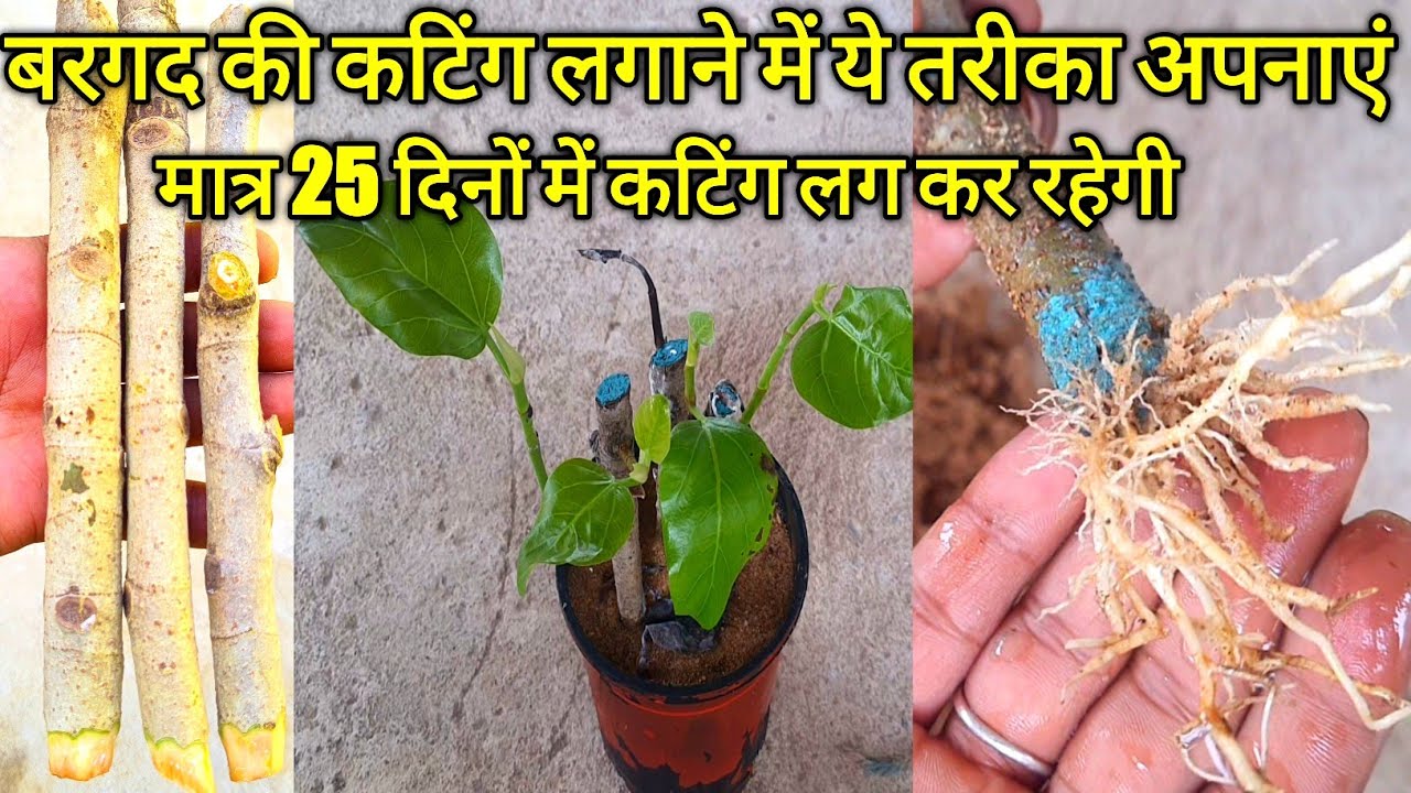 How to grow banyan tree from cuttings with update YouTube