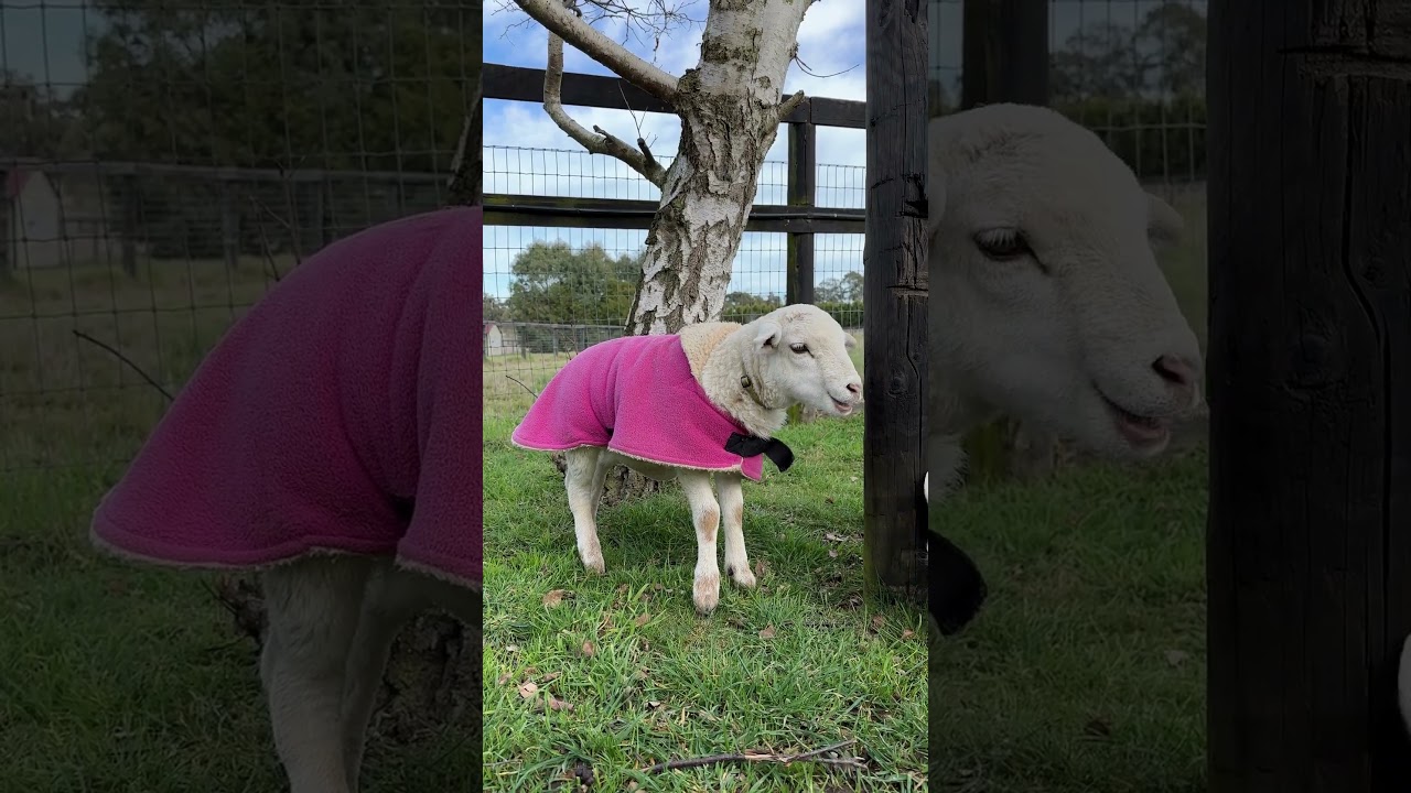 30 Sekunden niedliche L&auml;mmer 💞🐑  | VIER PFOTEN