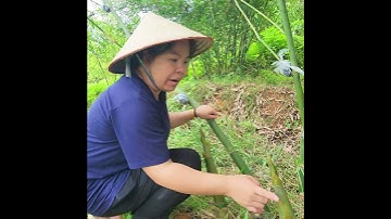 Trồng Cây Măng Lục Trúc Mang Lại Kinh Tế Cao