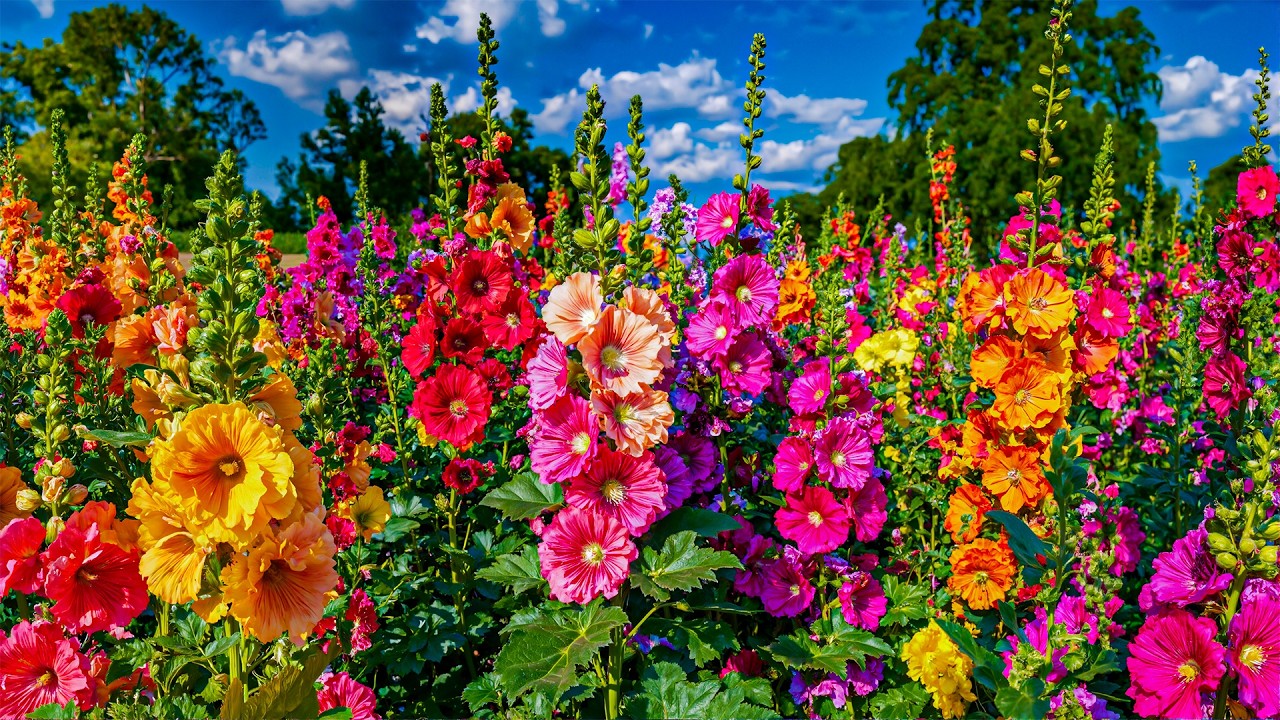 Идеальная антистрессовая терапия 🌺 Самый восхитительный цветочный сад 🍀 99% счастья в одном саду