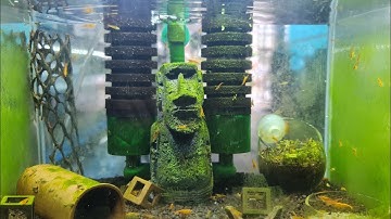 setup hồ nuôi tép cảnh để bàn |setup mini shrimp pond