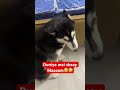 Husky Dogs … #shortvideo #funny #viralvideo #comedy #husky