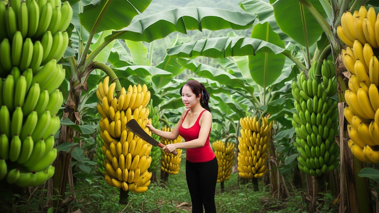 288 Days Harvesting 1000+Kg Giant Banana Bunch Goes To Market Sell | Phuong Daily Life