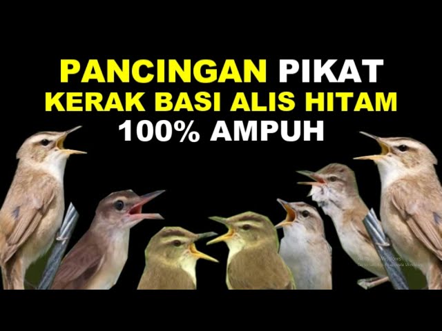 SUARA PANCINGAN PIKAT BURUNG KERAK BASI ALIS HITAM class=