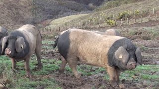 Filière d'excellence : le porc basque Kintoa