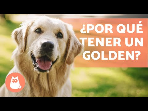 VENTAJAS de tener un GOLDEN RETRIEVER 🐶✅ (Top 5 RAZONES)