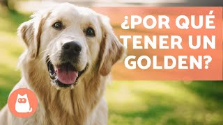 VENTAJAS de tener un GOLDEN RETRIEVER ✅ (Top 5 RAZONES)