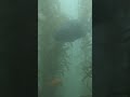 My two favorite fish just beyond the kelp #underwater #ocean #nature #kelp #fish