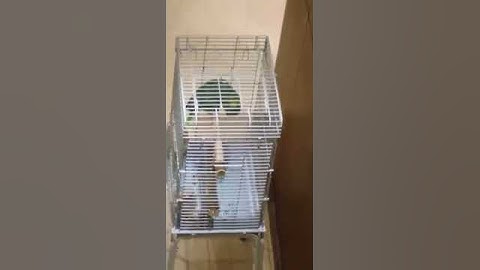 للبيع ببغاء يلوناب سورة الاخلاص كامله 0555558819