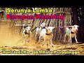 LOMBA KERAPAN KAMBING HUT KE-661 KOTA PROBOLINGGO