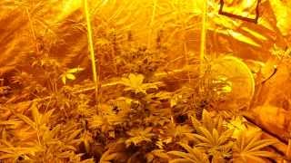Flower Tent Update 1/15