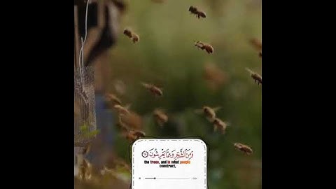 واوحى ربك إلى النحل🎙تلاوة خاشعة القارئ#هزاع_البلوشي #سورة_النحل #حالات_واتس اب دينية #تلاوة_خاشعة