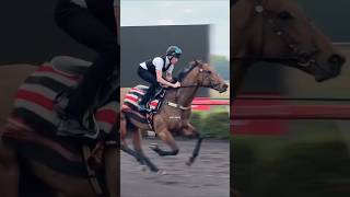 ThoroughBred VS The Arabian: Speed VS Endurance #horse #shorts