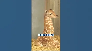 Жирафёнок не знает, что делать с шеей