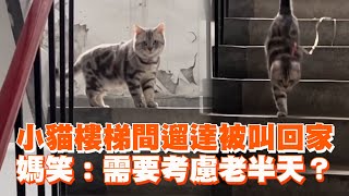 美國短毛貓樓梯間遛達被叫回家　媽笑需要考慮老半天寵物動物遛貓