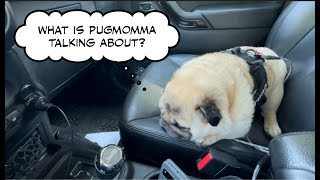 One of the worst nightmares for Pug/Dog Owners !