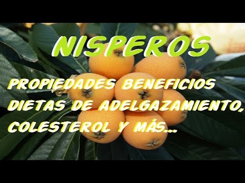 Como usar el nispero para adelgazar Como usar el nispero para adelgazar