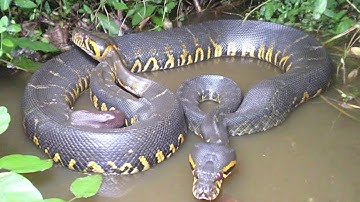 Silent Hunter: The Deadly Patience of the Anaconda